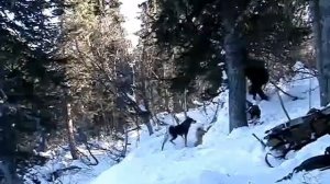 Провалился в берлогу! Или как НЕЛЬЗЯ охотиться! Пнул крупного медведя по морде!