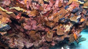 Happy Life Village Three Pools Dive Site Dahab