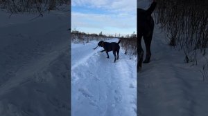 До конца?, неее , собаки не слюнявые #cane #canecorso #tttt #канекорсо #canecorsoitaliano #кане
