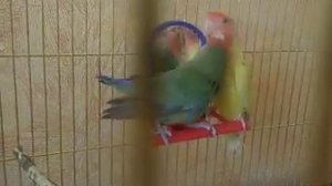 Розовощекие неразлучники знакомятся