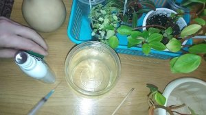 Комнатные растения .Прекрасный результат от использования янтарной кислоты ?