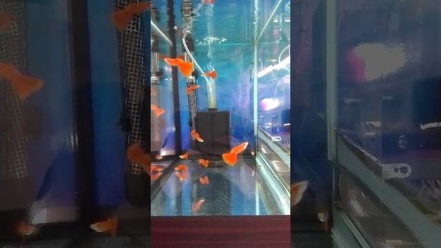 Гуппи полный красный альбинос красный глаз смотреть онлайн