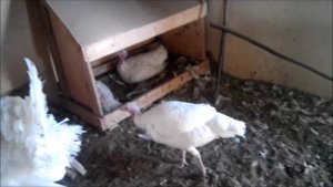 Индюшата - проблемы в выращивании & Падеж индюшат