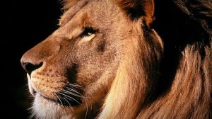 Как живут львы и ответы на вопросы