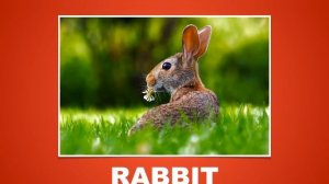 Guess the Animal Quiz #5 | Name all the Animals by Closeup Guessing Game | Family Trivia Game Night