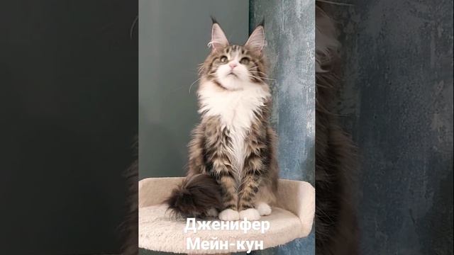 Ну просто море обаяния и красоты! Девочка Дженифер,  6 месяцев #mainecoon #kitten #cat # Мейн-кун