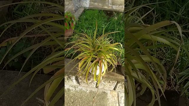 Колумбийское тропическое растение