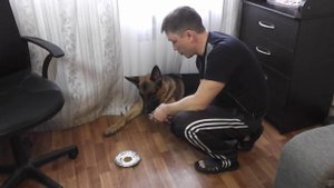 Уход за щенком. Стрижка когтей