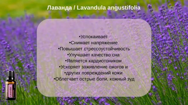 Мини-аптечка эфирных масел для путешествий и отдыха / Athlete's kit смотреть онлайн