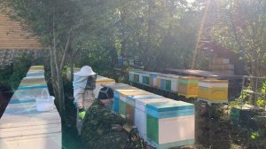 Осенняя обработка пчёл парами щавелевой кислоты от клеща варроа деструктор