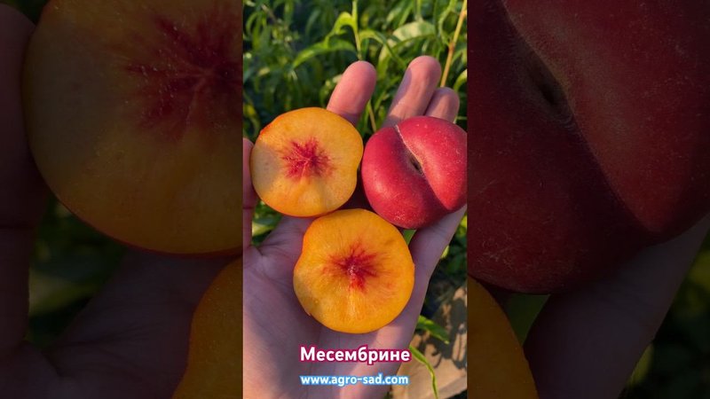 Первое плодоношение нектарина Месембрине на Кубани
