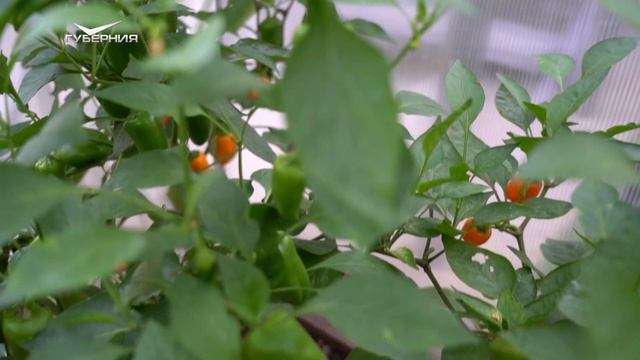 Сажаем кабачок в теплице. Дачные сезоны смотреть онлайн