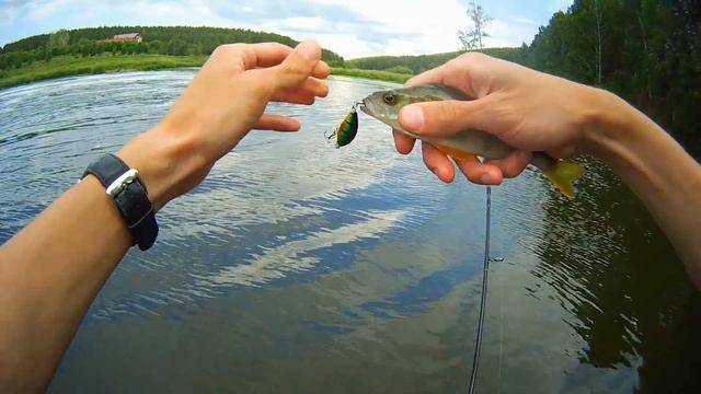 Два уловистых воблера и три клёвых места. Видеоотчёт за 24/06/2016 смотреть онлайн