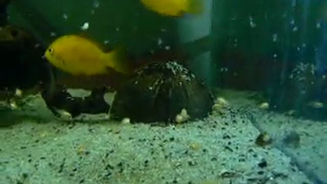 Etroplus maculatus ivadék grindálférget fogyaszt смотреть онлайн