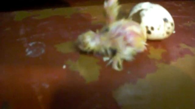 № 6 Вылупление птенца перепела.  Hatching chick quail