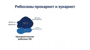 РИБОСОМА