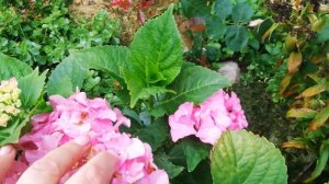 Гортензия крупнолистовая - Как ухаживать летом?