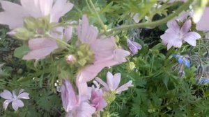 #сад #мальвамускусная / Мальва мускусная ( лат. malva moschata) на даче. Розовое лето