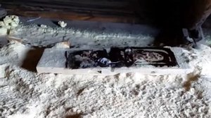 Водятся ли мыши в опилках?