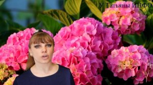 Как подкислить почву для: гардении, азалии, рододендрон, гортензии!!!