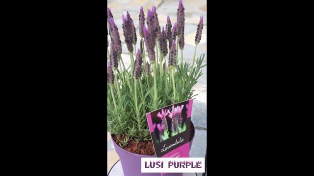 Lavendula Lusi Purple смотреть онлайн
