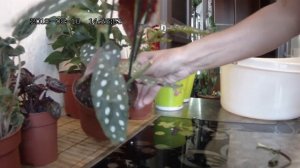 Цветы в моем доме. Комнатные растения. Цветочная база-уценка.