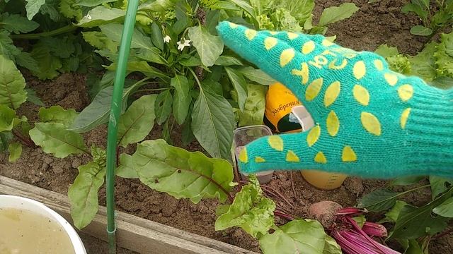 Чем подкармливать свеклу в июле, чтобы она была слаще мармелада