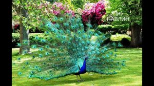 Животные  Австралии