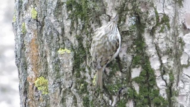 Пищуха обыкновенная смотреть онлайн