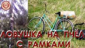 Развешиваю ловушки. Ждём погоду. Две ловушки на одном дереве. Ловушка с рамками и Безрамочная