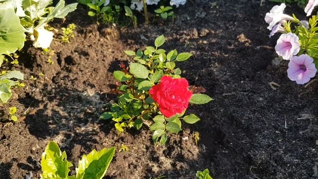 Пересорт роз из Gardenwod/ Сплошное разочерование и рухнувшие планы?