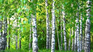 Р. Рыженкова «Сторонка родная». Стихотворение о Курске.wmv