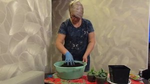 Пересадка низкорослой эустомы на пмж.08.01.2020