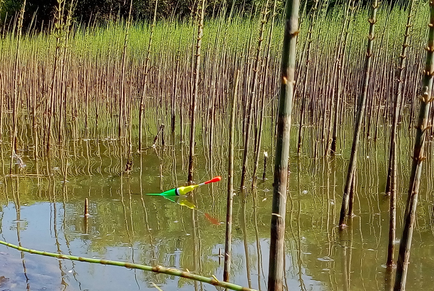 Закинул поплавок в толпу ОГРОМНЫХ КАРАСЕЙ ! Клёв прёт ! смотреть онлайн