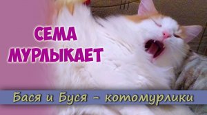ASMR АСМР Мурлыкание Кота Семёна. Кот Мурлыкает. Релаксация.mp4