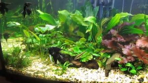 Дизайн углового аквариума 150 литров