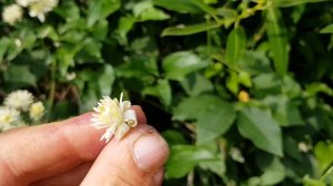 Gewöhnliche Waldrebe - Blüte/Blüten - 07.06.18 (Clematis vitalba) - giftige Wildpflanzen bestimmen