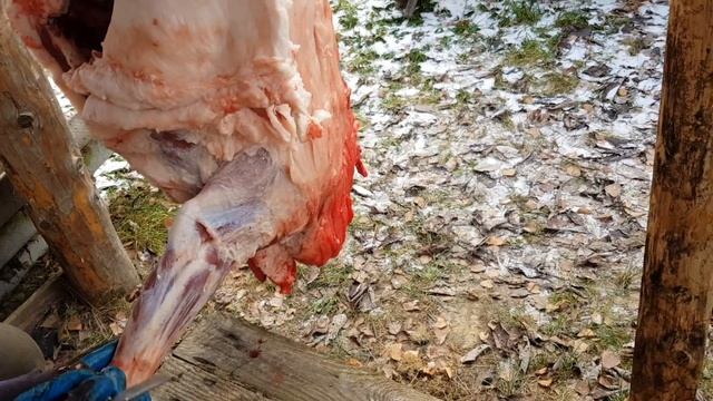 Разделка кабана | Обзор охотничьего ножа | Купить охотничий нож смотреть онлайн