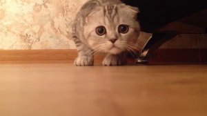 Сладкий котенок (Just sweet kitten) Scottish fold