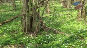 Сквозь почек липкие одежды с трудом пробился первый лист...