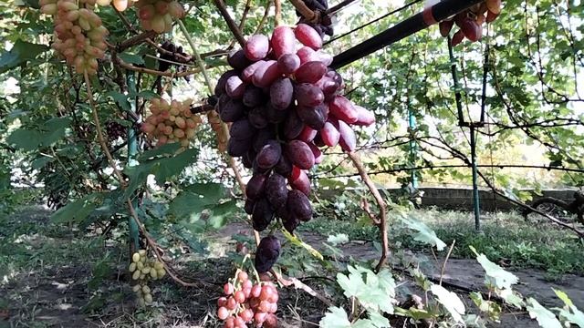 ВИНОГРАД БОРИСФЕН , ГРОЗДЬ НА ВЕСАХ . смотреть онлайн