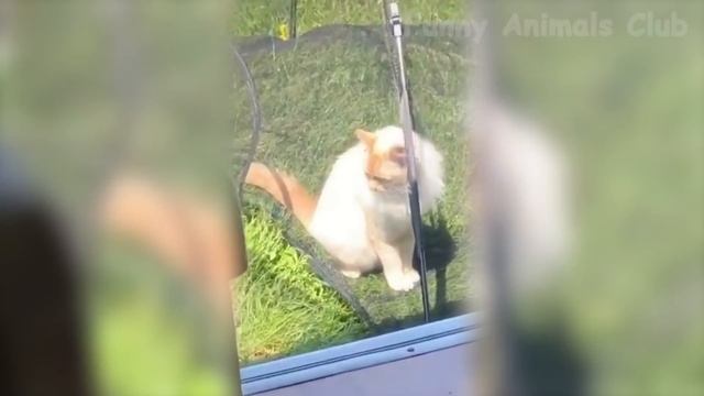 Funny Cats And Dogs Jokes That Will Make You Laugh ?.mp4