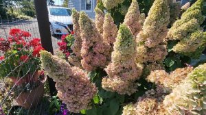 Метельчатая гортензия Moonrock