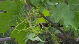 Начинающему виноградарю, цветение и завязь винограда