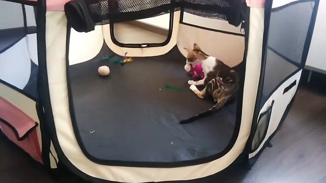 Активный ориентальный котёнок в игровом вольере😊🐈| Oriental Kitten Jumps Around In His Enclosure