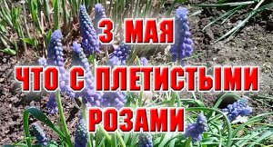 3 мая. Клумба вдоль дорожки. Вырезала плетистые розы