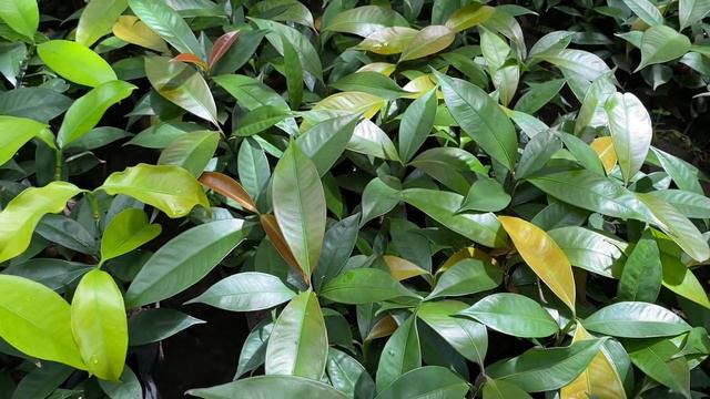 Plantita Journey Vlog #129 || Fruit bearing trees, Variegated money trees, and other ornamental pln смотреть онлайн