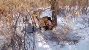 Кабан попал в петлю