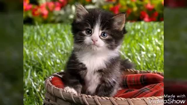 Фотки котиков! смотреть онлайн