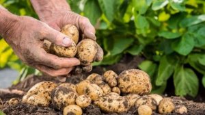 Картофель Семенной Адретта